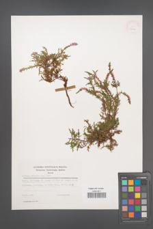 Calluna vulgaris [KOR 25441]