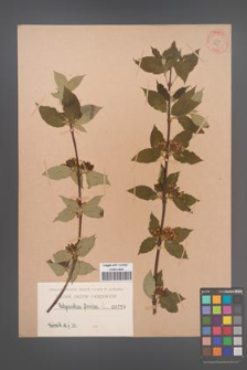 Calycanthus floridus [KOR 770]