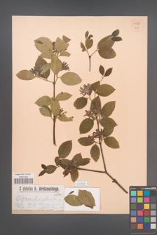 Calycanthus florida [floridus] [KOR 54833]