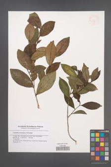 Camellia sinensis [KOR 47239]