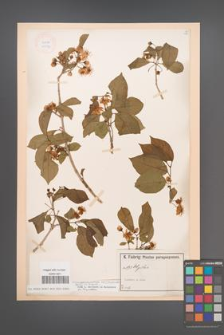 Campomanesia xanthocarpa [KOR 25933]
