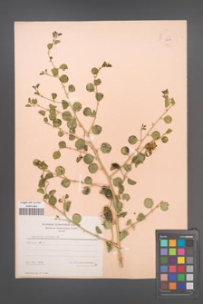 Capparis spinosa [KOR 12413]