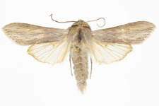 Cucullia umbratica