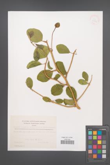 Capparis spinosa [KOR 39814]