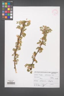 Caragana arborescens [KOR 46939]