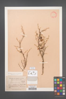 Caragana grandiflora [KOR 12482]