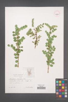 Caragana microphylla [KOR 44510]