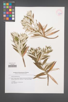 Carlina salicifolia [KOR 45375]