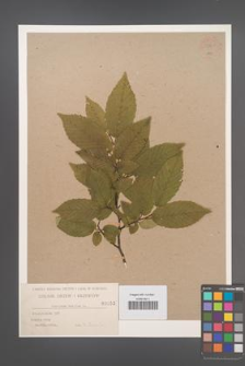 Carpinus betulus [KOR 54861]