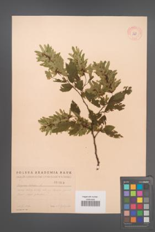 Carpinus betulus [KOR 1969]