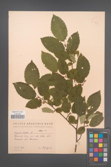 Carpinus betulus [KOR 2473]
