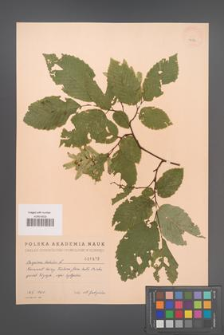 Carpinus betulus [KOR 1972]