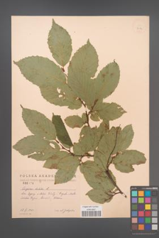 Carpinus betulus [KOR 2474]