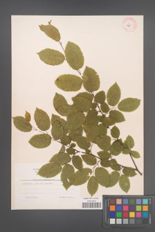 Carpinus betulus [KOR 6988]