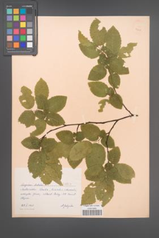 Carpinus betulus [KOR 3203]