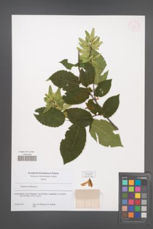 Carpinus betulus [KOR 53900]