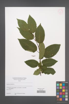 Carpinus betulus [KOR 53890]