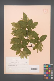 Carpinus betulus [KOR 7281]