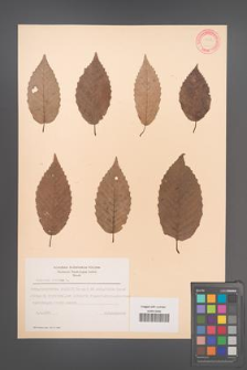 Carpinus betulus [KOR 12440]