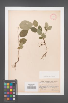 Carpinus betulus [KOR 12461]