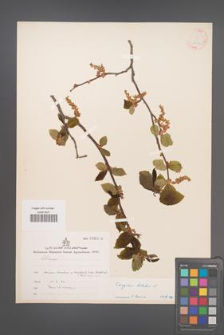 Carpinus betulus [KOR 12454]