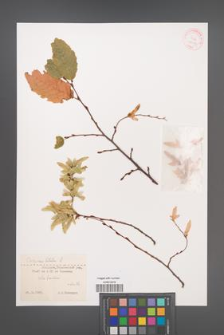 Carpinus betulus [KOR 32008]