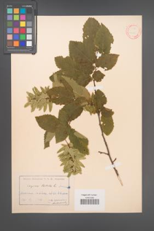 Carpinus betulus [KOR 12425]