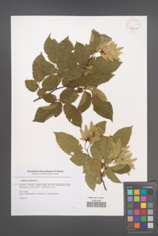Carpinus betulus [KOR 45568]