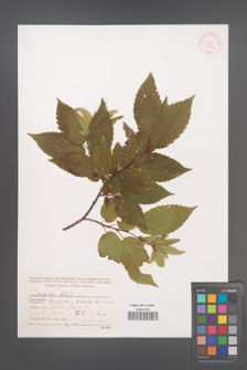 Carpinus betulus [KOR 32086]