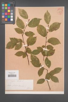 Carpinus betulus [KOR 54402]