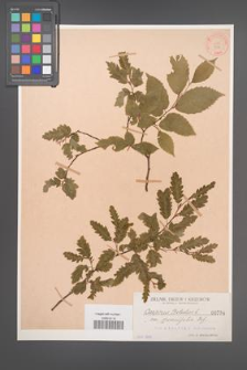 Carpinus betulus [KOR 734]