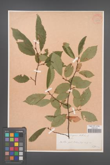 Carpinus betulus [KOR 33922]