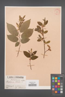 Carpinus betulus [KOR 731]