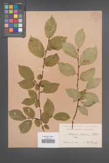 Carpinus betulus [KOR 54451]
