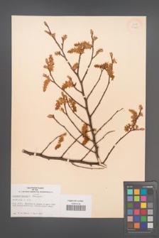 Carpinus betulus [KOR 33927]