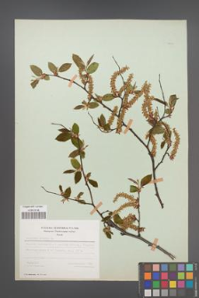Carpinus betulus [KOR 48651]