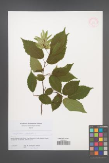 Carpinus betulus [KOR 52377]