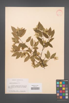 Carpinus betulus [KOR 12467]