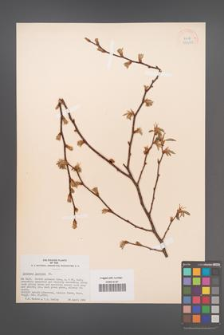 Carpinus japonica [KOR 33938]