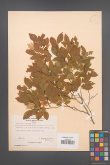 Carpinus orientalis [KOR 21250]