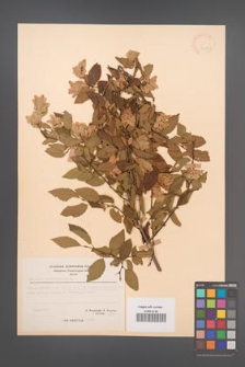 Carpinus orientalis [KOR 21249]