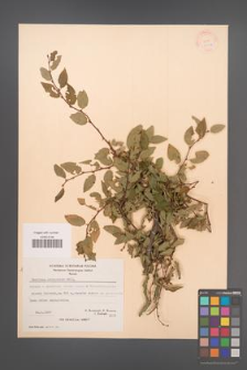 Carpinus orientalis [KOR 21251]
