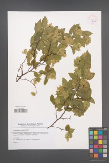 Carpinus orientalis [KOR 45601]