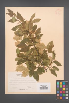 Carpinus orientalis [KOR 21248]