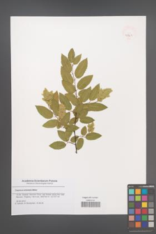 Carpinus orientalis [KOR 47961]