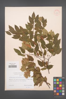 Carpinus orientalis [KOR 38400]