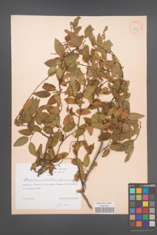 Carpinus orientalis [KOR 38420]