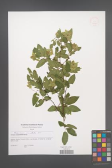 Carpinus orientalis [KOR 51672]