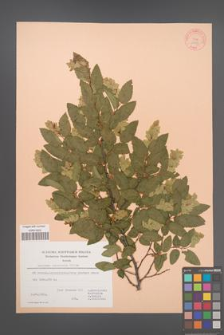 Carpinus orientalis [KOR 21273]