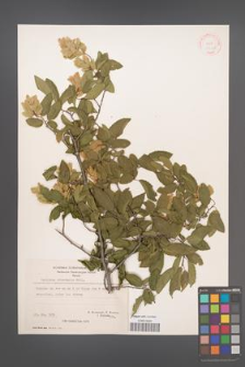 Carpinus orientalis [KOR 21266]